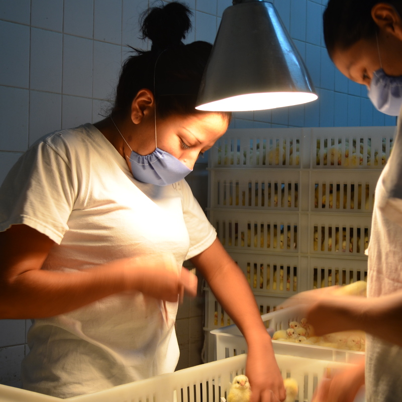 Levantamientos fotográficos